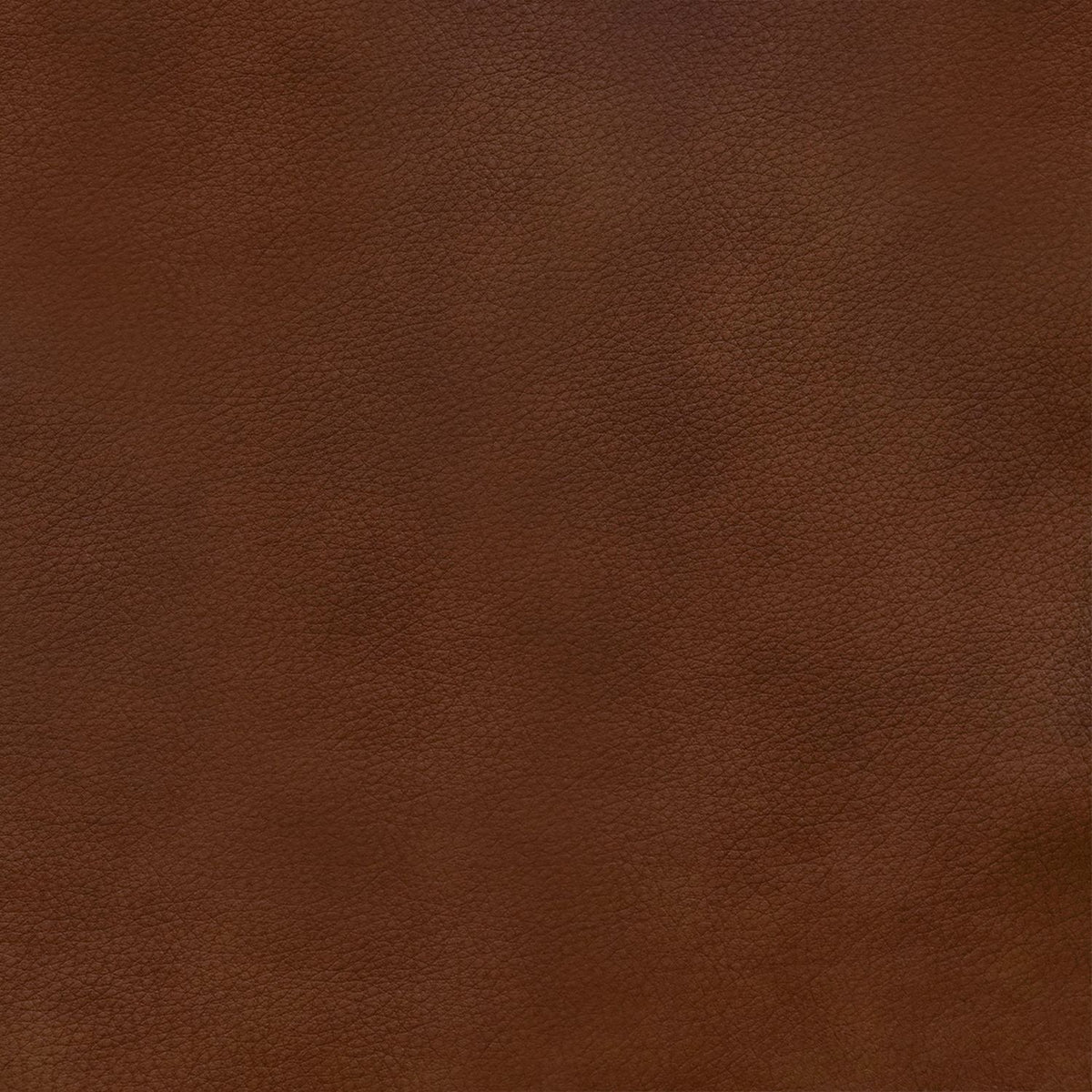Blake Venetian Honey Swatch